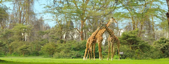 4-daagse Rift Valley-safari bij de Sopa Lodges